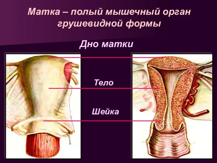 Матка – полый мышечный орган грушевидной формы Дно матки Тело Шейка