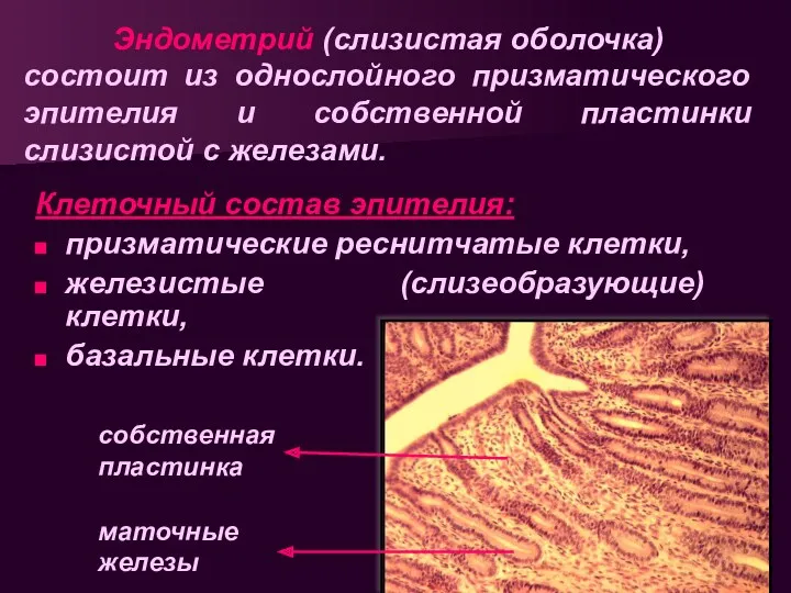 Клеточный состав эпителия: призматические реснитчатые клетки, железистые (слизеобразующие) клетки, базальные