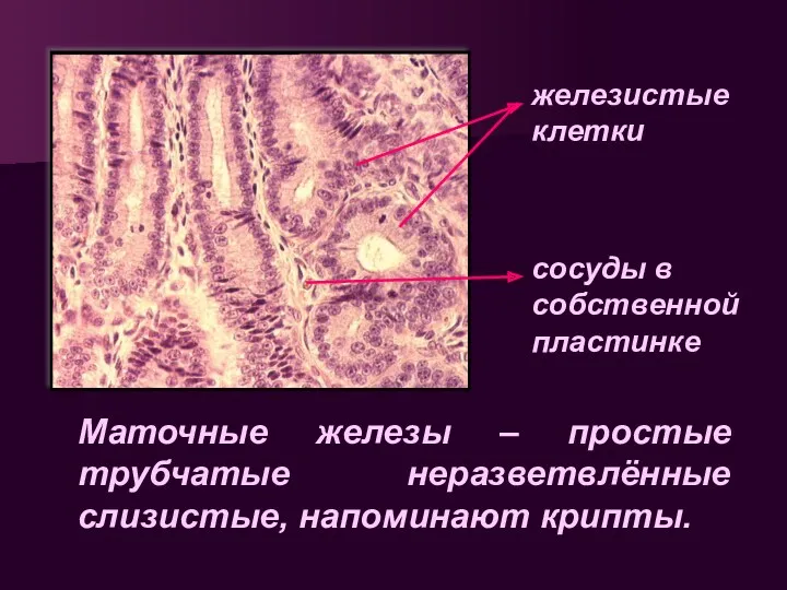 Маточные железы – простые трубчатые неразветвлённые слизистые, напоминают крипты. железистые клетки сосуды в собственной пластинке