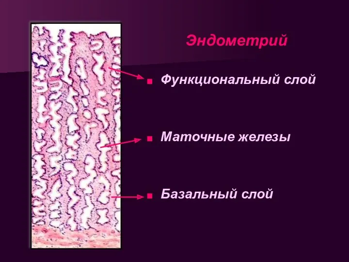 Эндометрий Функциональный слой Маточные железы Базальный слой