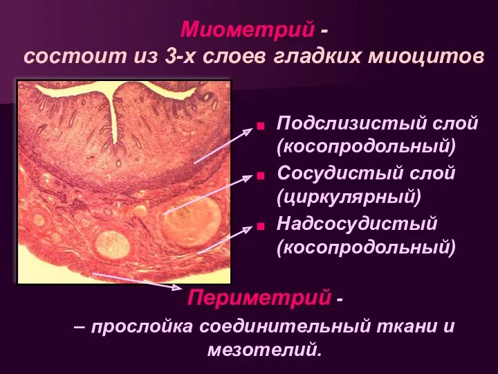 Миометрий - состоит из 3-х слоев гладких миоцитов Подслизистый слой