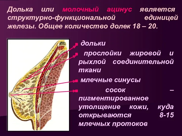 Долька или молочный ацинус является структурно-функциональной единицей железы. Общее количество