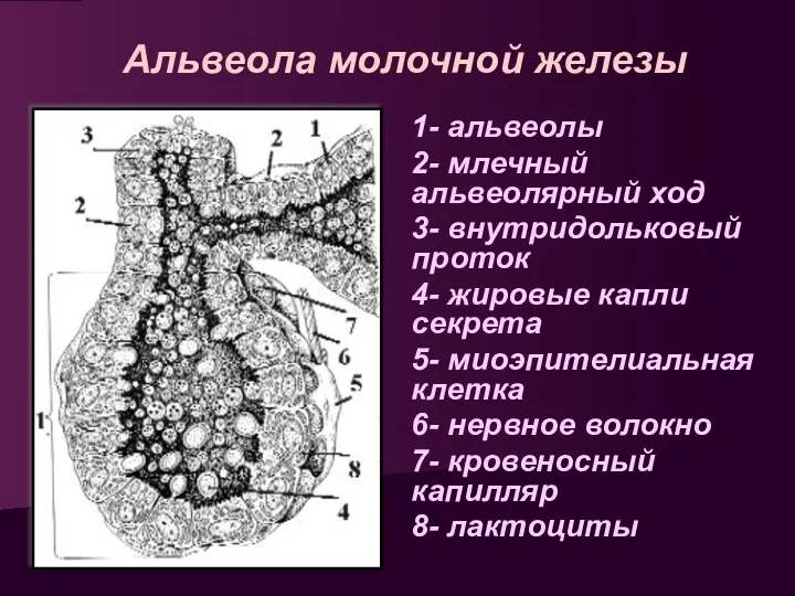 Альвеола молочной железы 1- альвеолы 2- млечный альвеолярный ход 3-