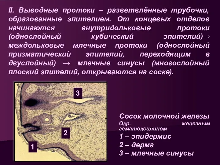 II. Выводные протоки – разветвлённые трубочки, образованные эпителием. От концевых