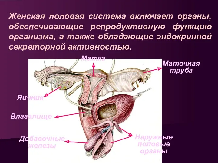 Женская половая система включает органы, обеспечивающие репродуктивную функцию организма, а
