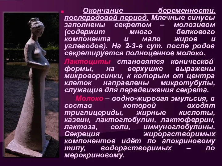 Окончание беременности, послеродовой период. Млечные синусы заполнены секретом – молозивом