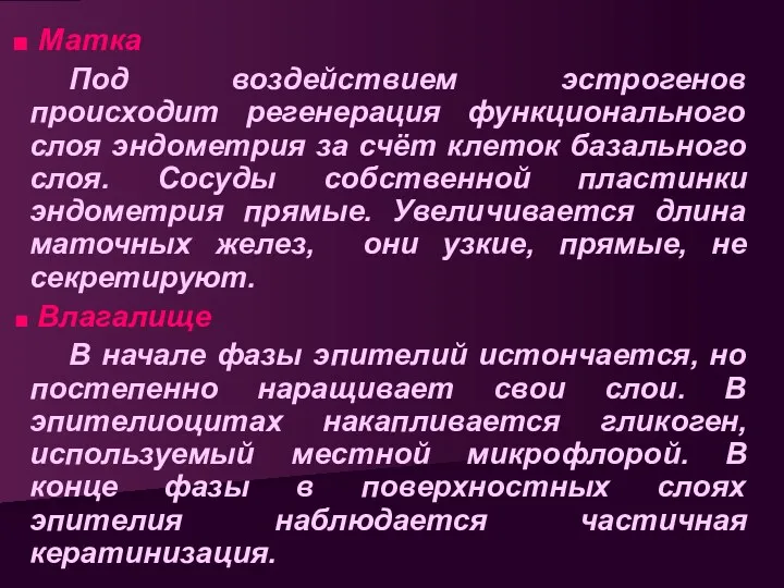 Матка Под воздействием эстрогенов происходит регенерация функционального слоя эндометрия за