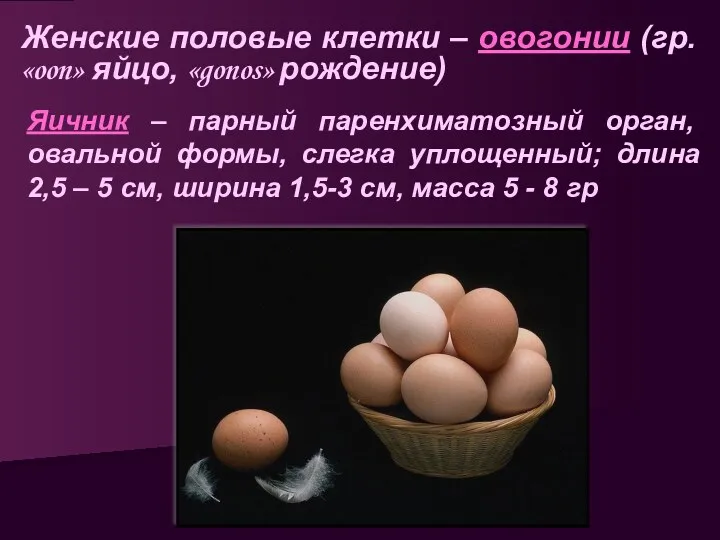 Женские половые клетки – овогонии (гр. «oon» яйцо, «gonos» рождение)