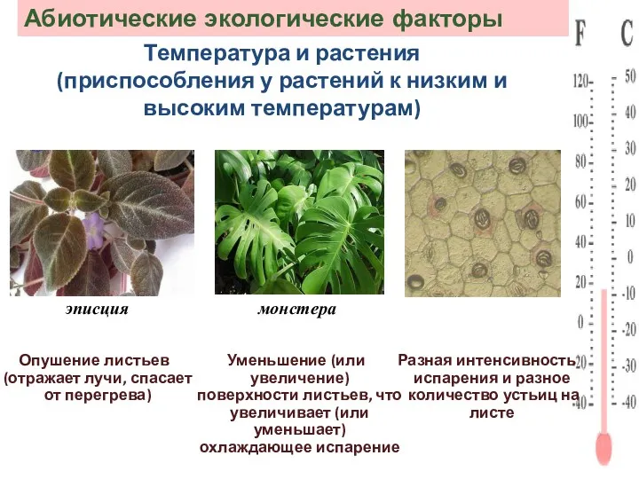 Абиотические экологические факторы Температура и растения (приспособления у растений к