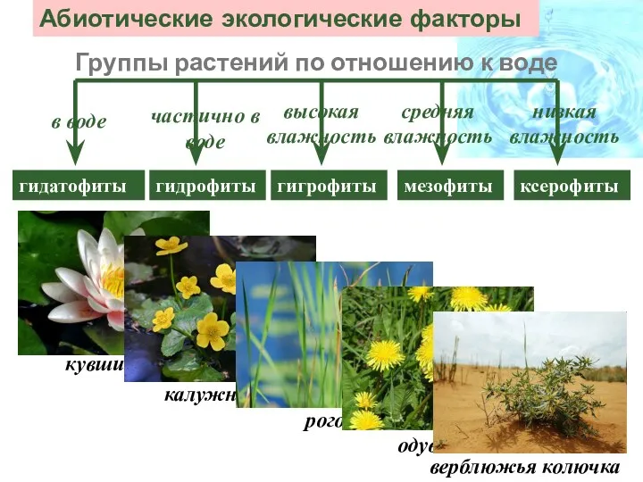 Абиотические экологические факторы Группы растений по отношению к воде гидатофиты