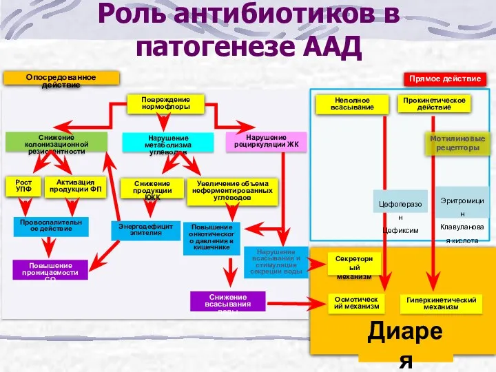 Роль антибиотиков в патогенезе ААД Снижение колонизационной резистентности Повреждение нормофлоры