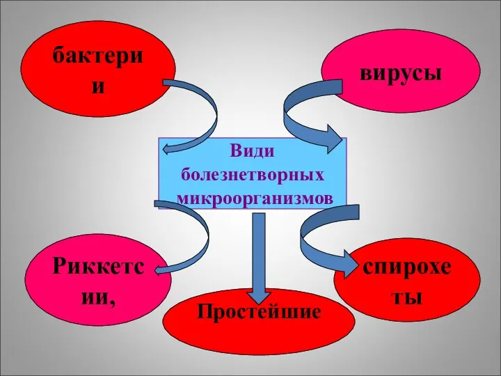 Види болезнетворных микроорганизмов бактерии вирусы спирохеты Риккетсии, Простейшие