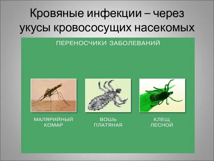 Кровяные инфекции – через укусы кровососущих насекомых