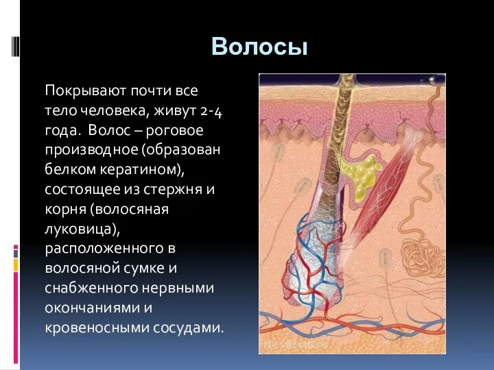 Волосы Покрывают почти все тело человека, живут 2-4 года. Волос