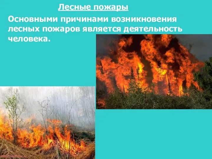 Лесные пожары Основными причинами возникновения лесных пожаров является деятельность человека.