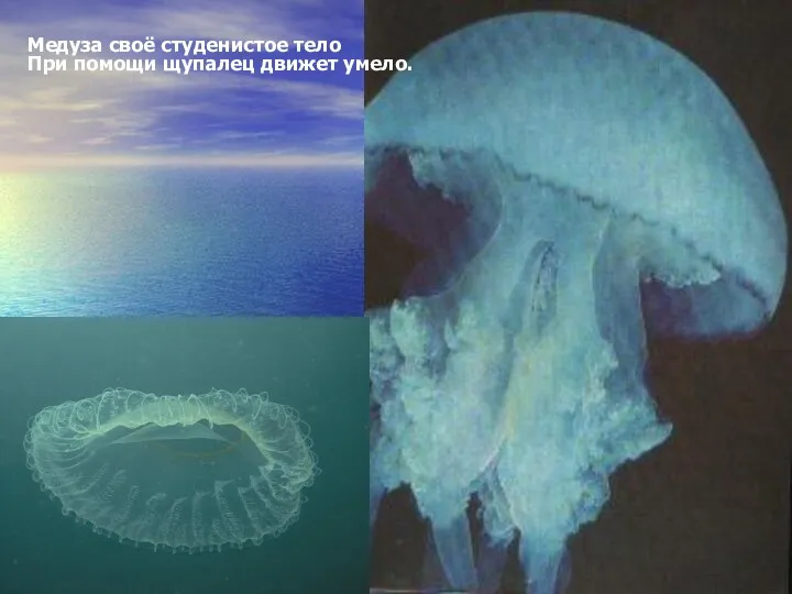 Медуза своё студенистое тело При помощи щупалец движет умело.