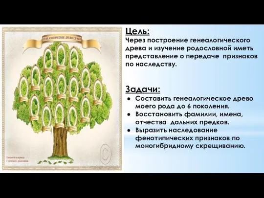 Цель: Через построение генеалогического древа и изучение родословной иметь представление