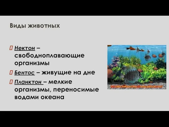 Виды животных Нектон – свободноплавающие организмы Бентос – живущие на