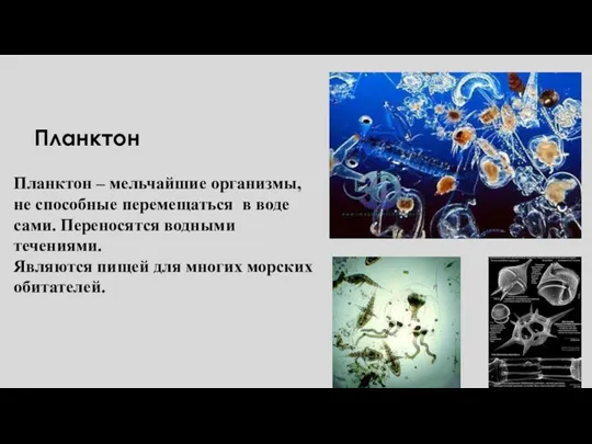 Планктон Планктон – мельчайшие организмы, не способные перемещаться в воде