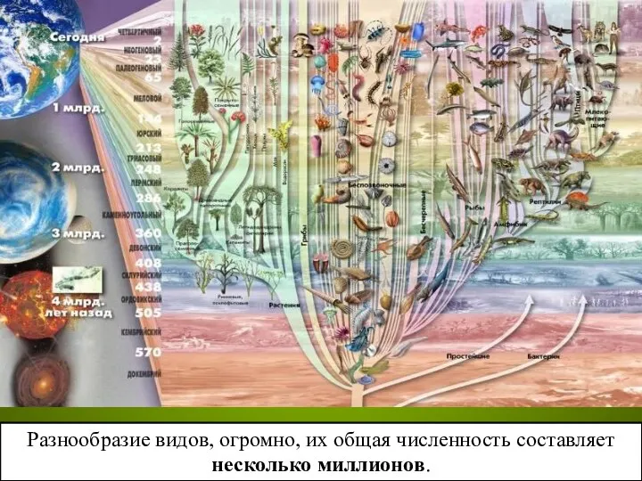 Разнообразие видов, огромно, их общая численность составляет несколько миллионов.