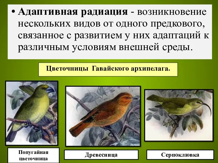 Адаптивная радиация - возникновение нескольких видов от одного предкового, связанное с развитием у