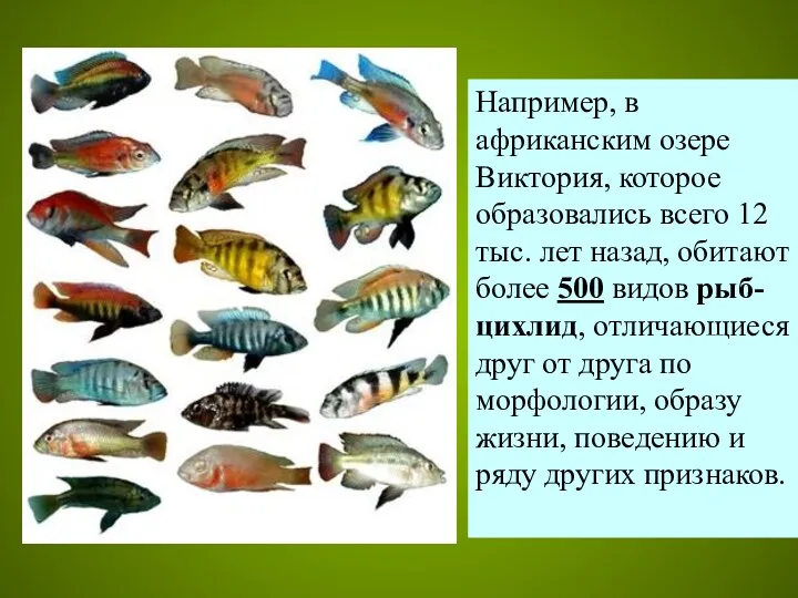 Например, в африканским озере Виктория, которое образовались всего 12 тыс.