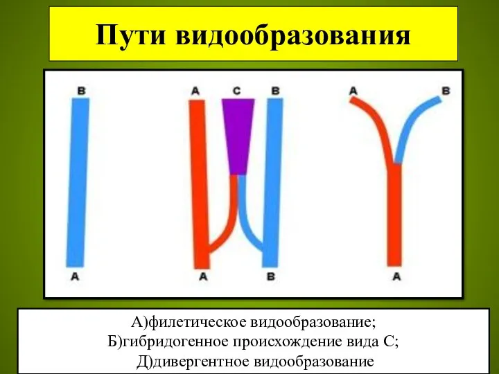 Пути видообразования А)филетическое видообразование; Б)гибридогенное происхождение вида С; Д)дивергентное видообразование