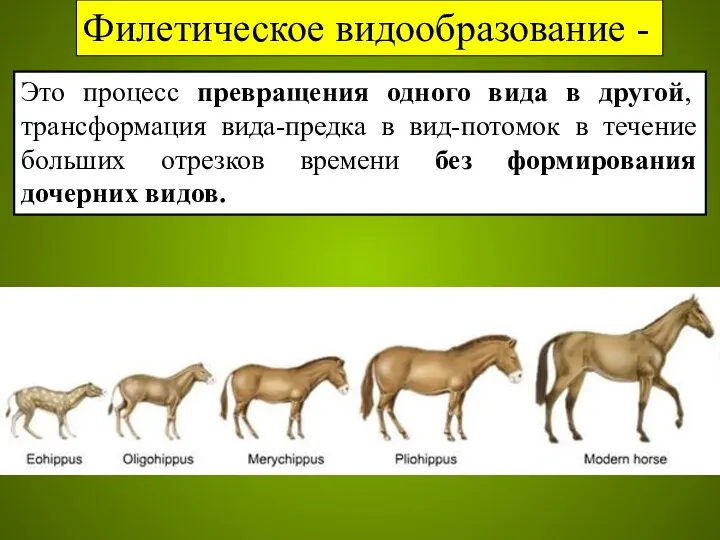 Филетическое видообразование - Это процесс превращения одного вида в другой, трансформация вида-предка в