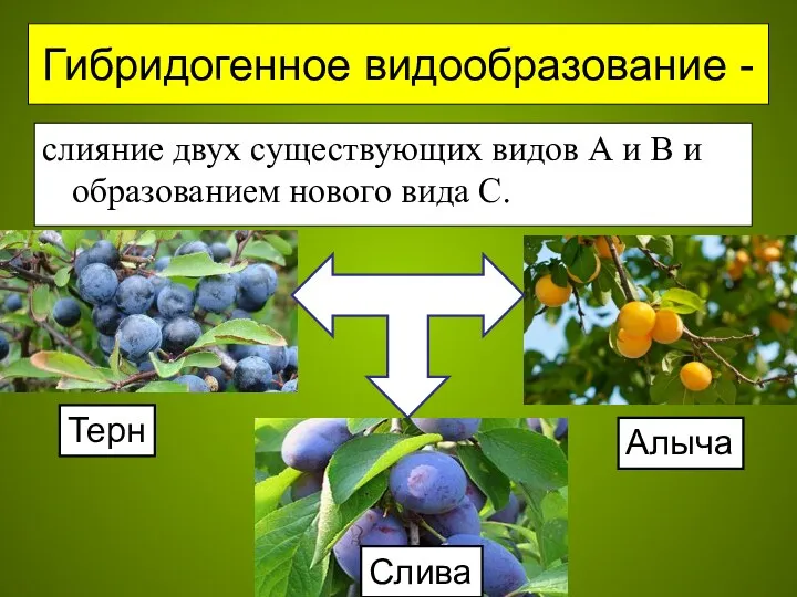 Гибридогенное видообразование - слияние двух существующих видов А и В