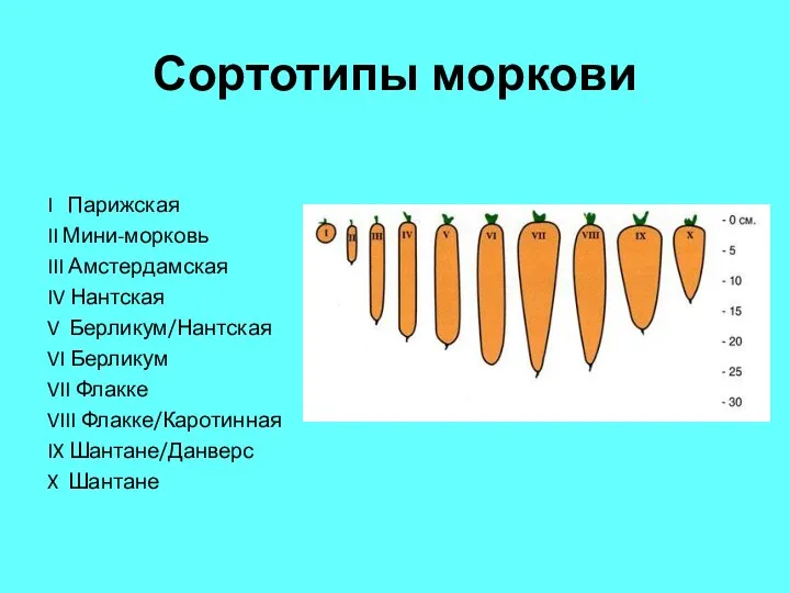 Сортотипы моркови I Парижская II Мини-морковь III Амстердамская IV Нантская