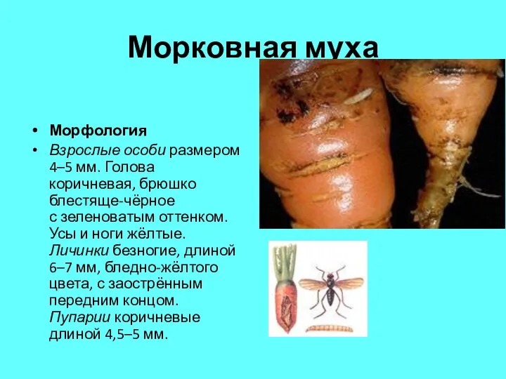 Морковная муха Морфология Взрослые особи размером 4–5 мм. Голова коричневая,