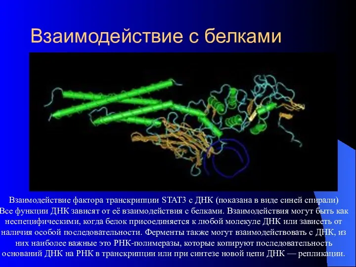 Взаимодействие с белками Взаимодействие фактора транскрипции STAT3 с ДНК (показана в виде синей