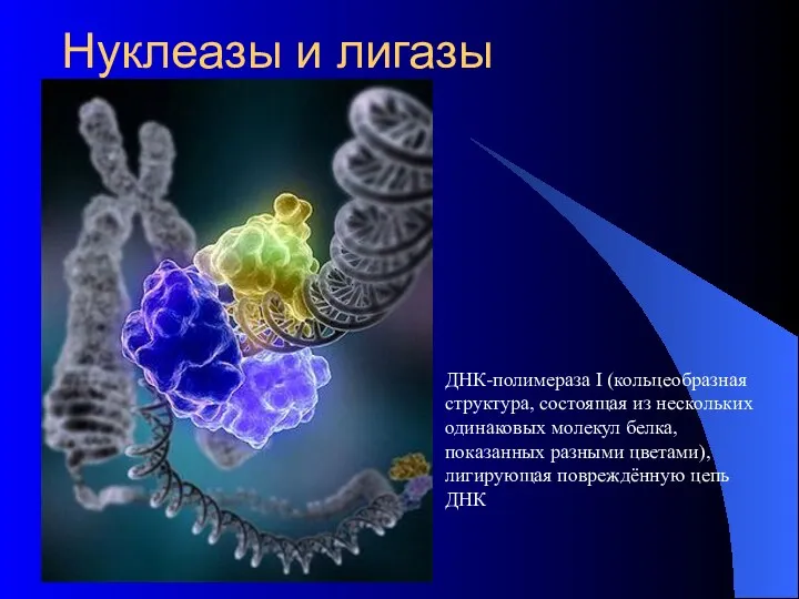 Нуклеазы и лигазы ДНК-полимераза I (кольцеобразная структура, состоящая из нескольких одинаковых молекул белка,