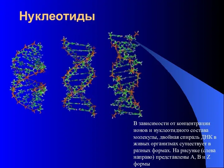 Нуклеотиды В зависимости от концентрации ионов и нуклеотидного состава молекулы, двойная спираль ДНК