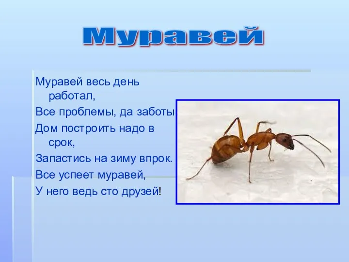 Муравей весь день работал, Все проблемы, да заботы. Дом построить надо в срок,