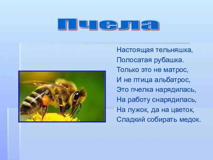 Настоящая тельняшка, Полосатая рубашка. Только это не матрос, И не птица альбатрос, Это