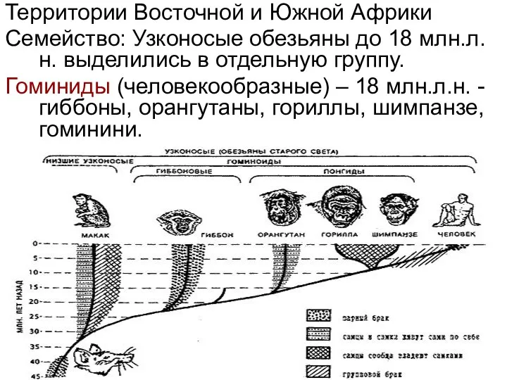 Территории Восточной и Южной Африки Семейство: Узконосые обезьяны до 18