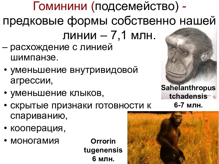 Гоминини (подсемейство) - предковые формы собственно нашей линии – 7,1