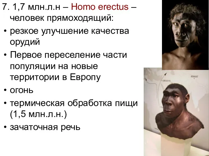 7. 1,7 млн.л.н – Homo erectus – человек прямоходящий: резкое