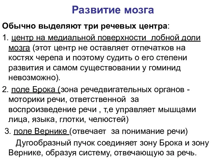 Развитие мозга Обычно выделяют три речевых центра: 1. центр на