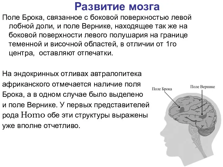 Развитие мозга Поле Брока, связанное с боковой поверхностью левой лобной