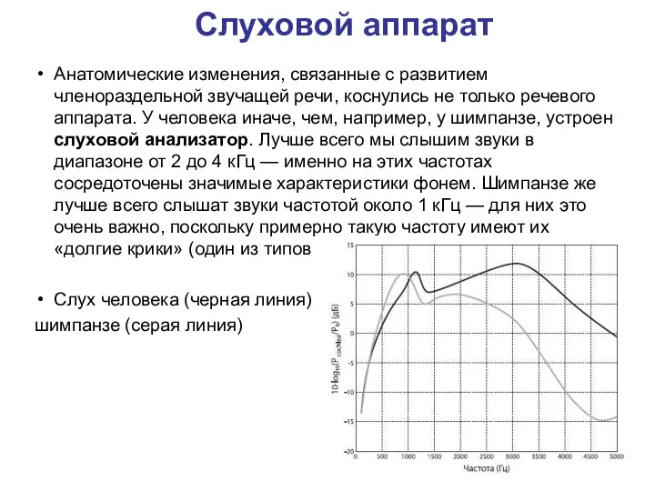 Слуховой аппарат Анатомические изменения, связанные с развитием членораздельной звучащей речи,