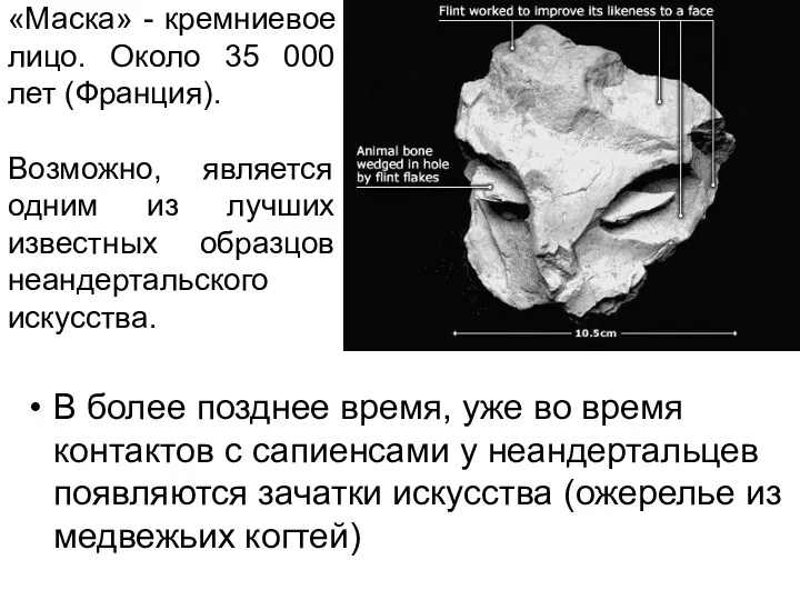 В более позднее время, уже во время контактов с сапиенсами