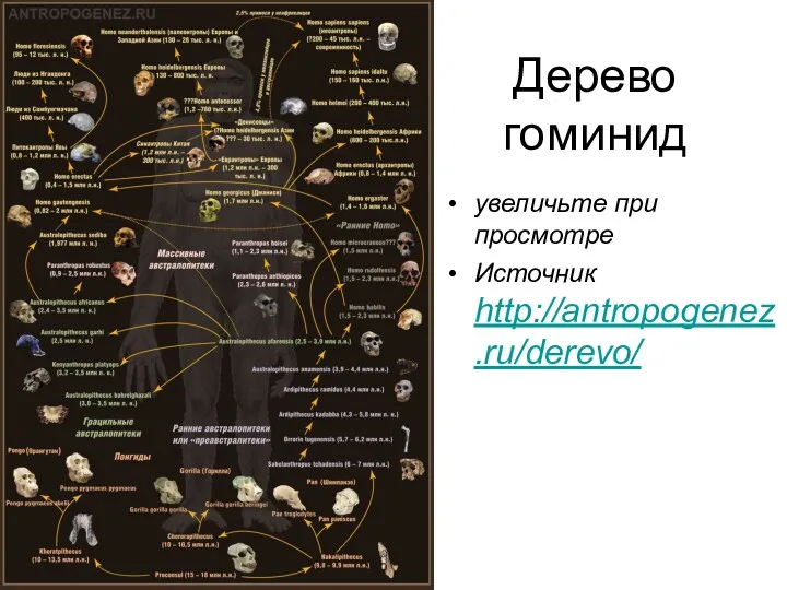 Дерево гоминид увеличьте при просмотре Источник http://antropogenez.ru/derevo/