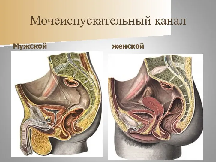 Мочеиспускательный канал Мужской женской