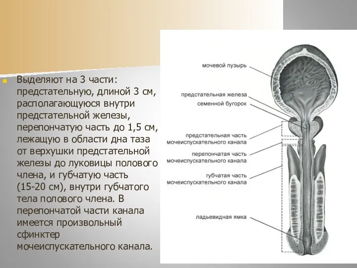 Выделяют на 3 части: предстательную, длиной 3 см, располагающуюся внутри