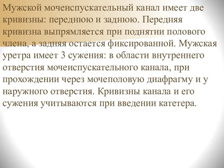 Мужской мочеиспускательный канал имеет две кривизны: переднюю и заднюю. Передняя