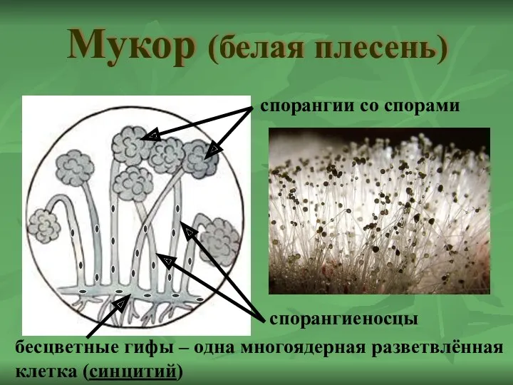 Мукор (белая плесень) бесцветные гифы – одна многоядерная разветвлённая клетка (синцитий) спорангиеносцы спорангии со спорами