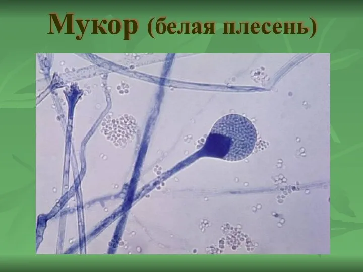 Мукор (белая плесень)