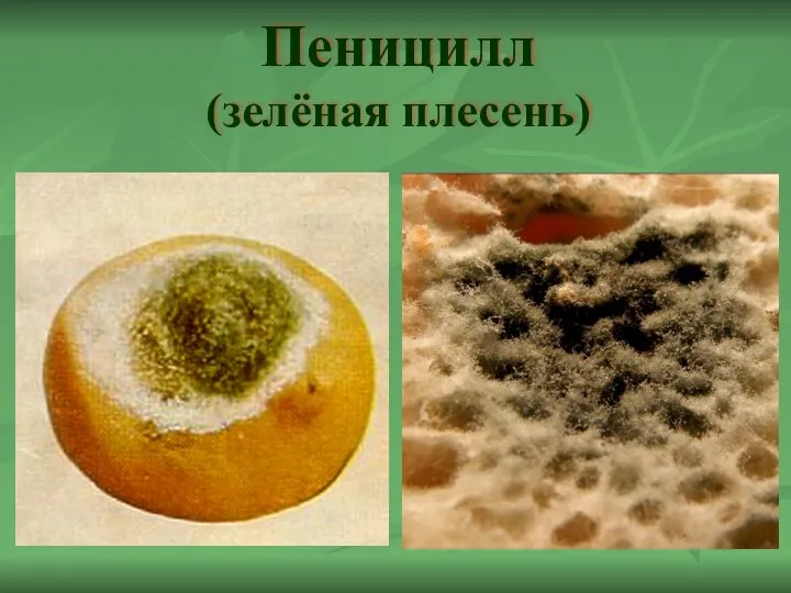 Пеницилл (зелёная плесень)